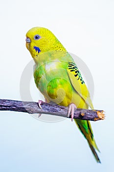 Yellow and green budgie, budgie sits on a wooden stick