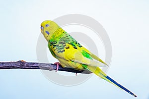 Yellow and green budgie, budgie sits on a wooden stick