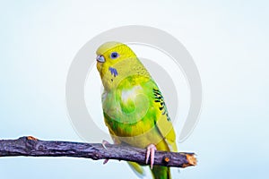 Yellow and green budgie, budgie sits on a wooden stick