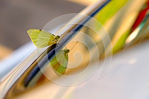 Yellow-green butterfly on the car window