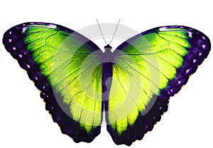 Yellow green butterfly isolated on white background with spread wings photo