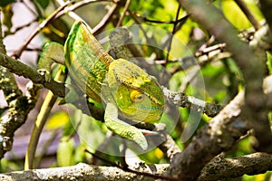 Yellow green chameleon photo