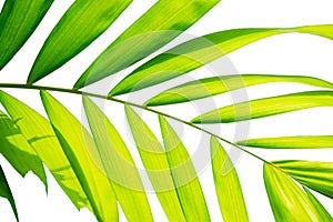 Yellow green color pinnately biology leaf of Macarthurs palm tree isolated on white background, die cut with clipping path