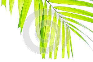 Yellow green color pinnately biology leaf of Macarthurs palm tree isolated on white background, die cut with clipping path