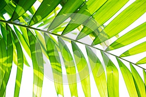 Yellow green color pinnately biology leaf of Macarthurs palm tree on white background, leaves with shading under sunlight