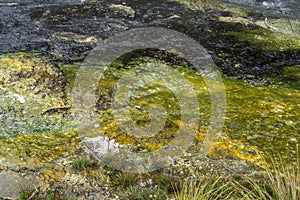 Yellow and green crusted colored mineral sediments at Waimangu valley park, Rotorua, New Zealand