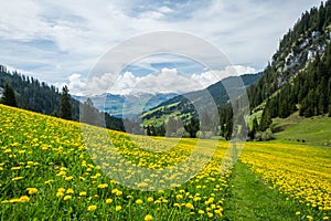 Yellow and Green Dandelion Field and Snowy Mountains with Blue s