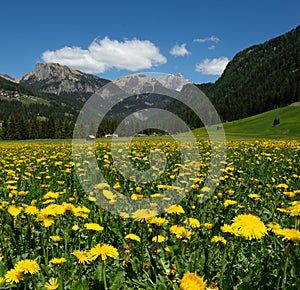 Yellow and Green Dandelion Field and Snowy Mountains with Blue sky and Clouds