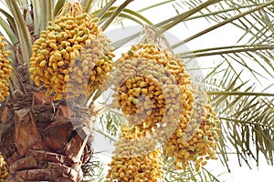 Yellow and green dates in a date palm