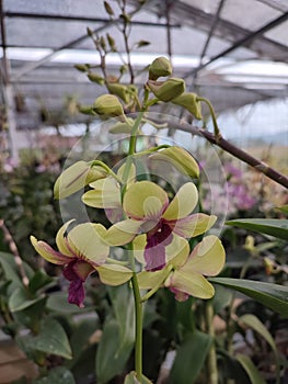 Yellow green Dendrobium orchid