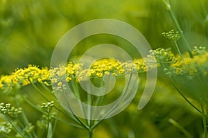 Yellow-green dill