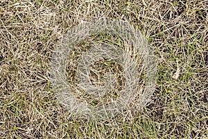 Yellow green early grass