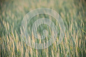 Yellow and green ears in the field