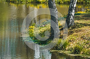 Yellow green environment of trees in the forest, reflected on the surface of the water. The nature of Slovakia. Closeup