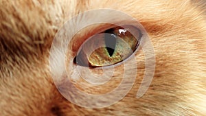 Yellow-green eye of a ginger cat close-up