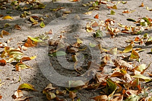 Yellow-green fallen leaves in warm sunlight. Leaves of various t