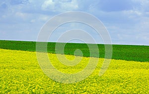 Yellow and green field