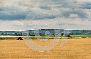 Yellow-green field beautyful