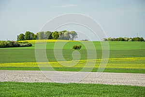 Yellow - green fields and copses