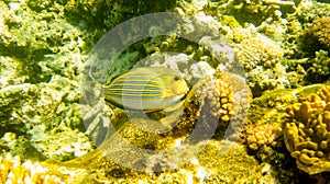 Yellow green fish swims by corals in the sea