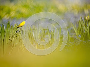 Yellow green flowerbed of budding daffodils