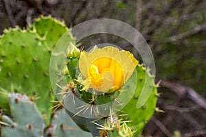 A yellow green flowering cactus plants in Estero Llano Grande State Park, Texas