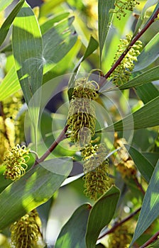 Yellow green flowers of the Australian native Hakea trineura, family Proteaceae
