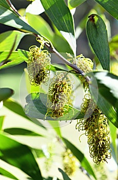 Yellow green flowers of the Australian native Hakea trineura, family Proteaceae