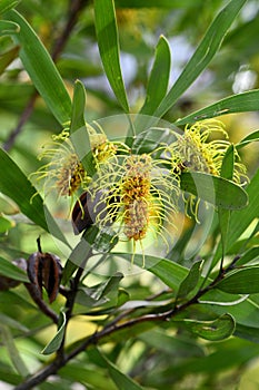 Yellow green flowers of the vulnerable Australian native Three veined Hakea, Hakea trineura, family Proteaceae photo