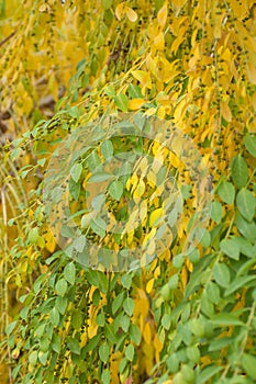 Yellow - green foliage with berries Ecurinega Ramiflora - Flueggea Suffruticosa