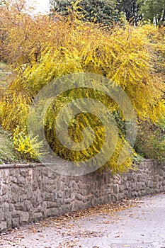 Yellow - green foliage of decorative bush Ecurinega Ramiflora - Flueggea Suffruticosa