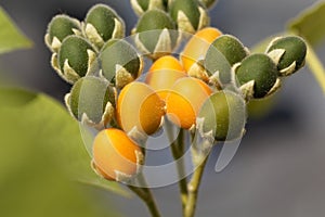 Yellow and green fruits of a dwarf tamarillo, Solanum abutiloides