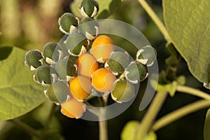 Yellow and green fruits of a dwarf tamarillo, Solanum abutiloides