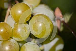 Yellow green grape in vineyard. Grape leaves seen in the background. Grape bunch on tree in the garden. A bunch of Ripeness grapes