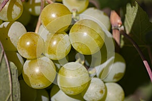 Yellow green grape in vineyard. Grape leaves seen in the background. Grape bunch on tree in the garden. A bunch of Ripeness grapes