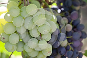 Yellow green grape in vineyard. Grape leaves seen in the background. Grape bunch on tree in the garden. A bunch of Ripeness grapes