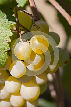 Yellow green grape in vineyard. Grape leaves seen in the background. Grape bunch on tree in the garden. A bunch of Ripeness grapes