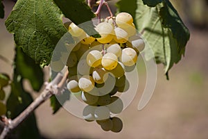 Yellow green grape in vineyard. Grape leaves seen in the background. Grape bunch on tree in the garden. A bunch of Ripeness grapes