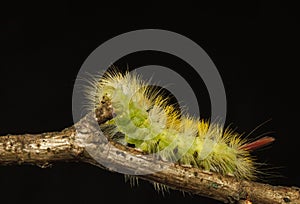 Yellow and green hairy caterpillar with red tail