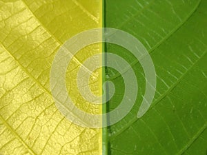 Yellow green leaf