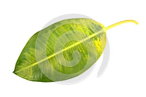 Yellow-green leaf of pipal photo