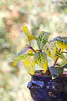 Yellow and green leaf of Sanchezia speciosa