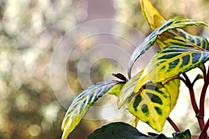 Yellow and green leaf of Sanchezia speciosa