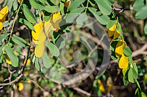 The yellow-green leaves of acacia are brightly lit by the sun`s rays of the last summer day.