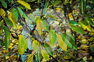 Yellow and green leaves in autumn. Season changing in a park