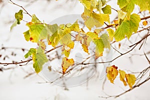 Yellow-green leaves on the background of the first snow