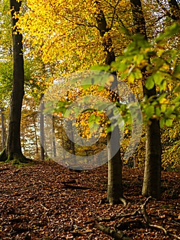 Yellow and green leaves on beech trees in autumn