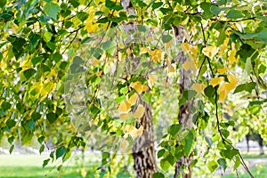 Yellow and green leaves on birch tree branches close up blurred bokeh background, autumn golden lush foliage soft focus, fall