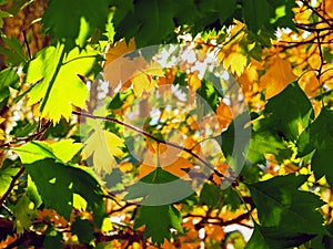 Yellow And Green Leaves Lit By The Sun Rays. Colorful Background. Autumn Golden Foliage