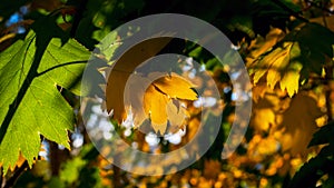 Yellow And Green Leaves Lit By The Sun Rays. Colorful Background. Autumn Golden Foliage